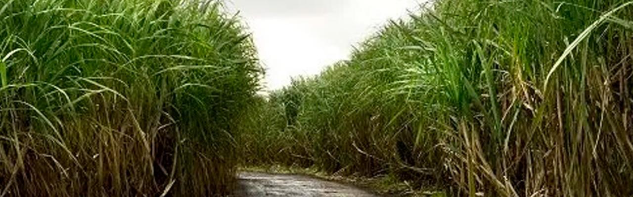 Clima instável e frio preocupam produtores da região