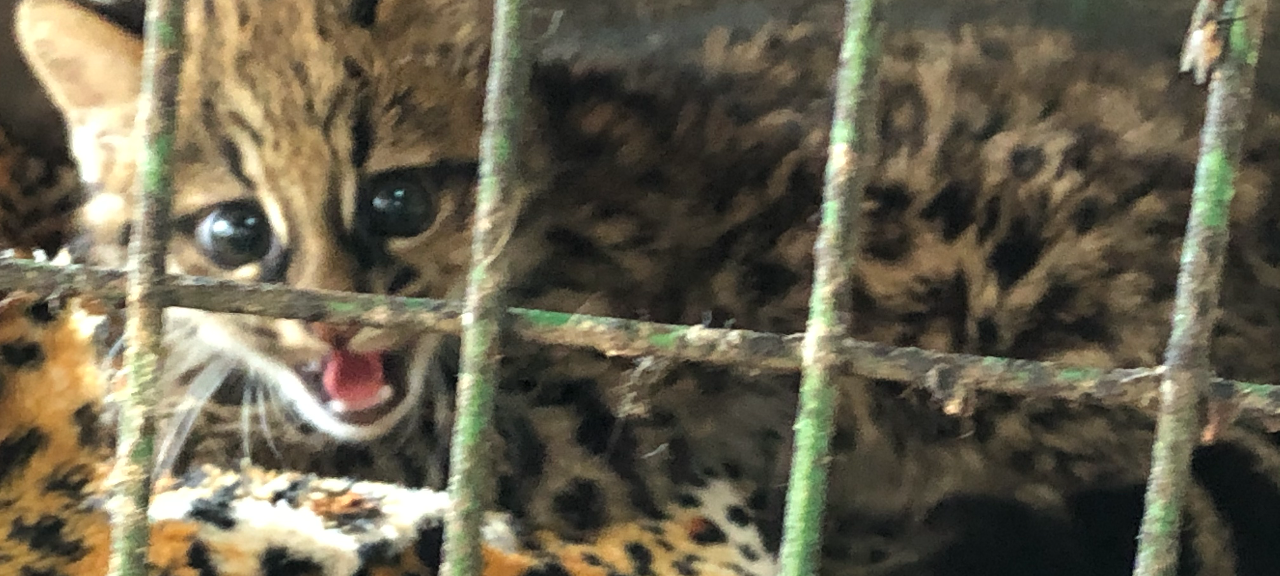 Reduz atropelamentos de animais em áreas de cana