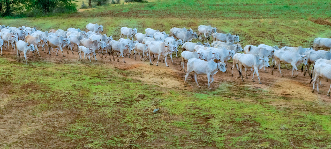 Vacinação contra a febre aftosa é mantida