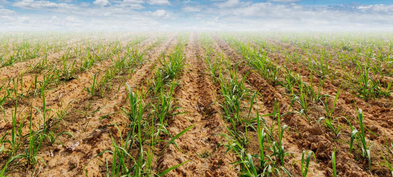 Vai Plantar cana? Informe a Assocana