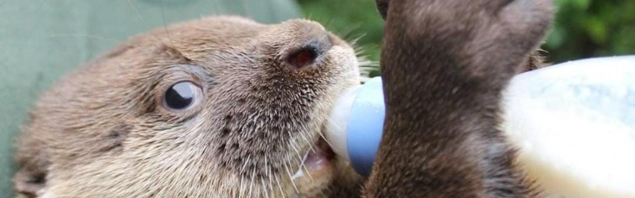 É permitido visitar a APASS?