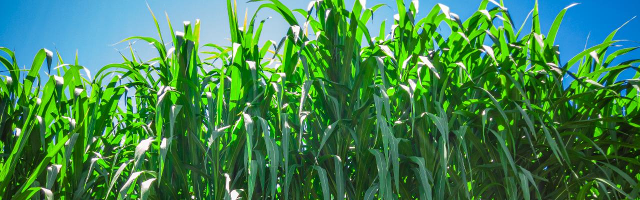 Estimativa de Moagem em 2025/26 Cai Com Seca em Algumas Regiões