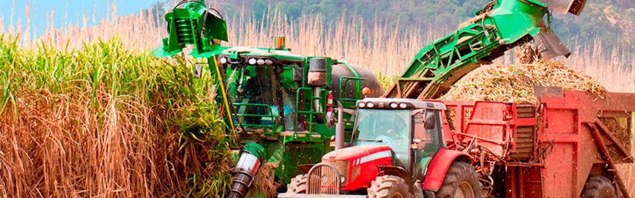 Começou a colheita na região