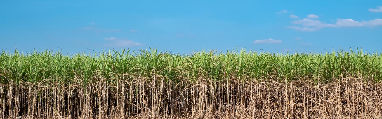 Safra de Cana 2025/2026 Pode Ter Queda de 10%