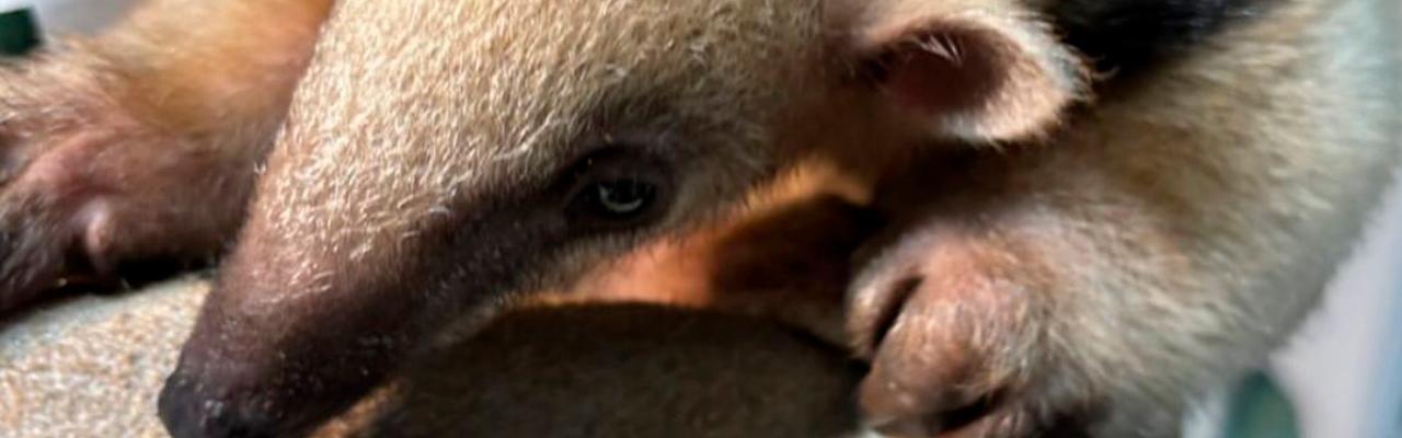 Alerta importante da APASS