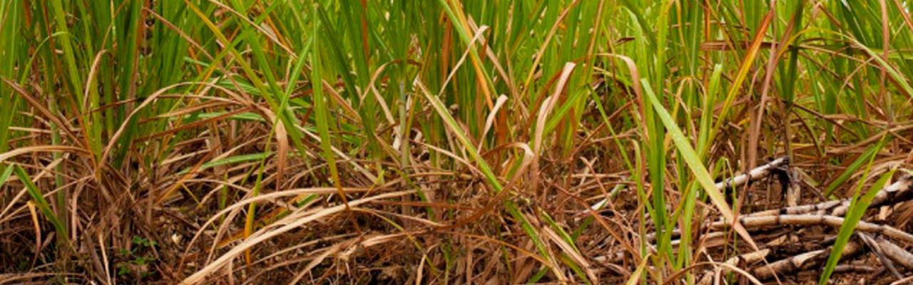 Geadas, seca prolongadas e incêndios preocupam produtores de cana