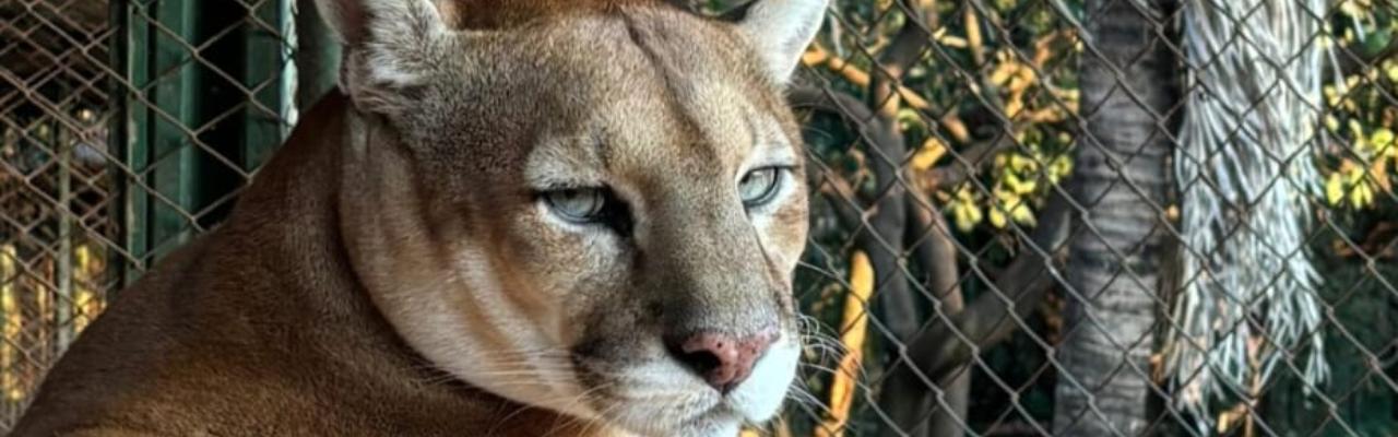 O que fazer ao encontrar um animal silvestre?