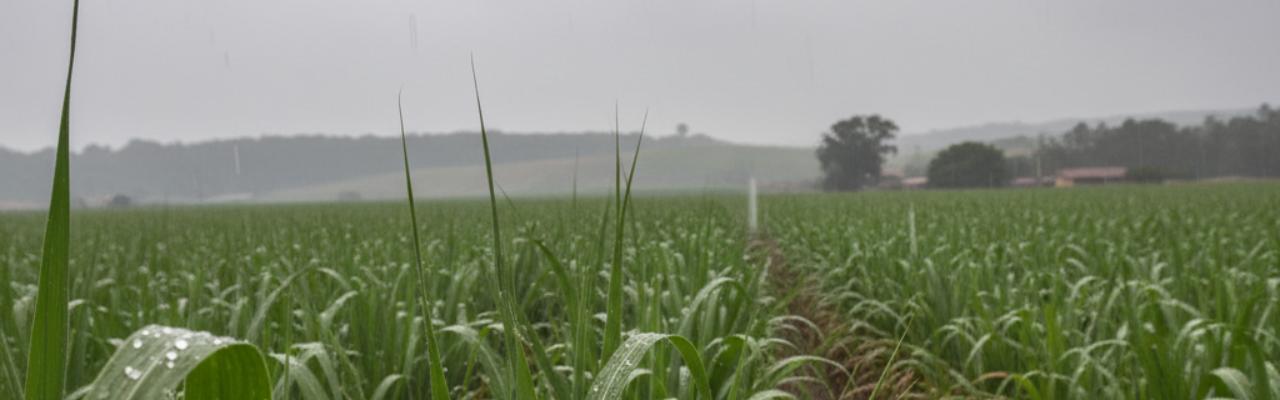 Chuva retorna ao Vale do Paranapanema