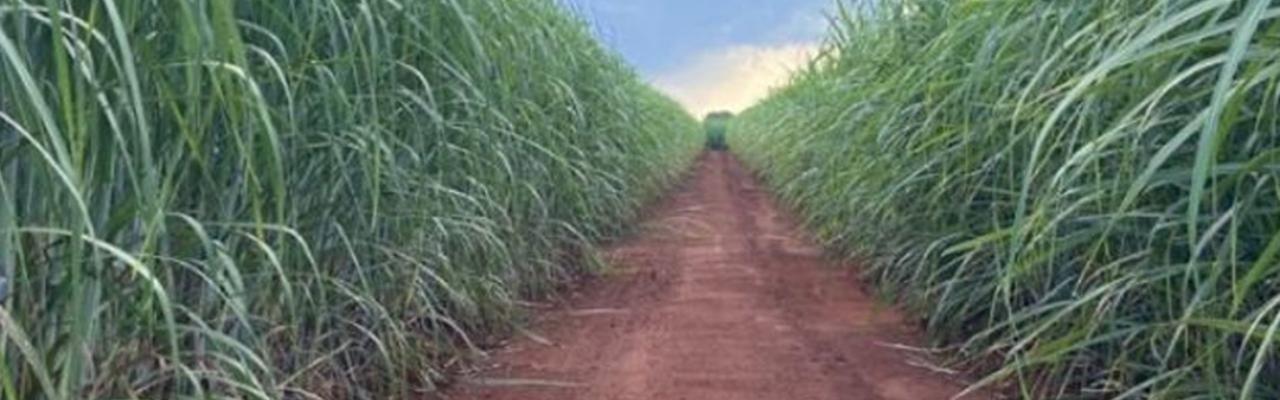 IAC lança novas variedades de cana com alto potencial produtivo