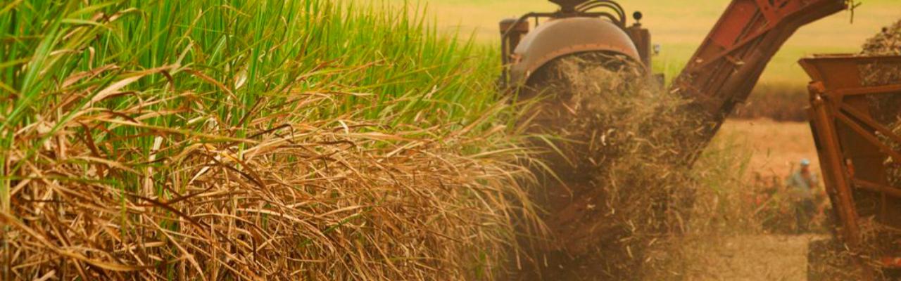 Safra de cana se encerra com bons resultados na região