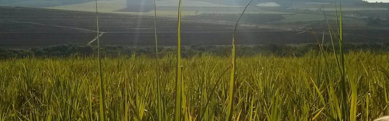 Cana bisada: um problema silencioso no campo