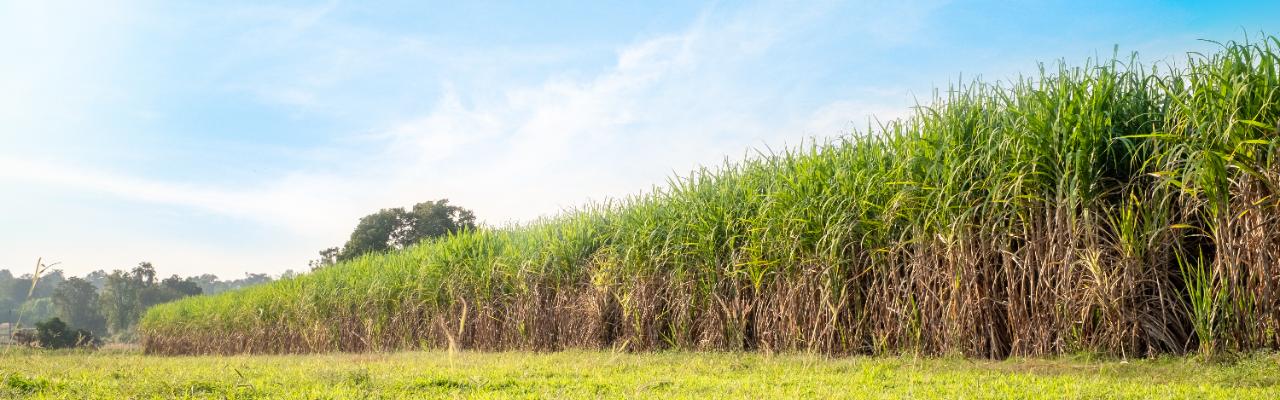Moagem desacelera com encerramento de safra em parte das usinas